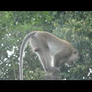 Kurz nach dieser Aufnahme sprang diese Makake vom Leitungsmast etwa sieben Meter tief in das Gebüsch